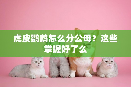 虎皮鸚鵡怎么分公母？這些掌握好了么