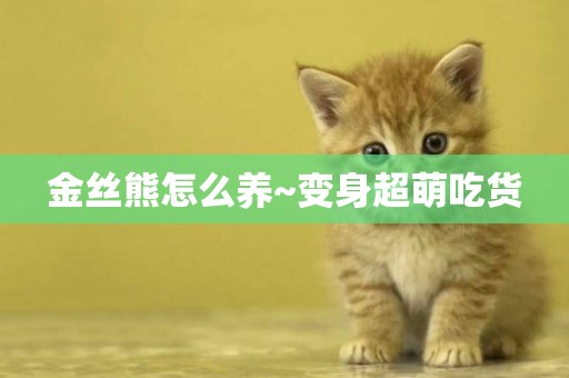金絲熊怎么養~變身超萌吃貨