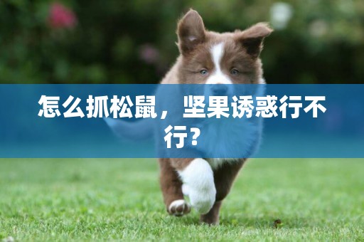怎么抓松鼠，堅果誘惑行不行？
