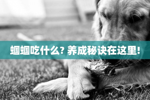 蟈蟈吃什么? 養成秘訣在這里!