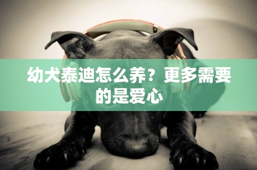 幼犬泰迪怎么養？更多需要的是愛心