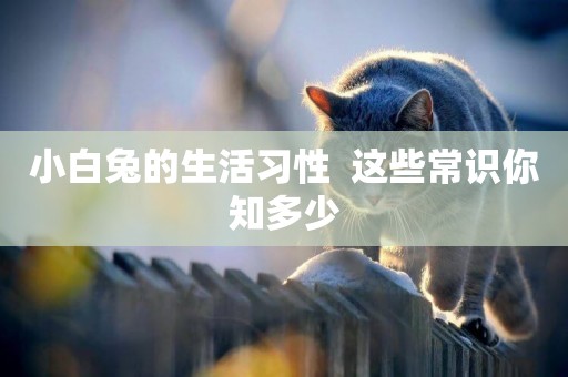 小白兔的生活習性  這些常識你知多少