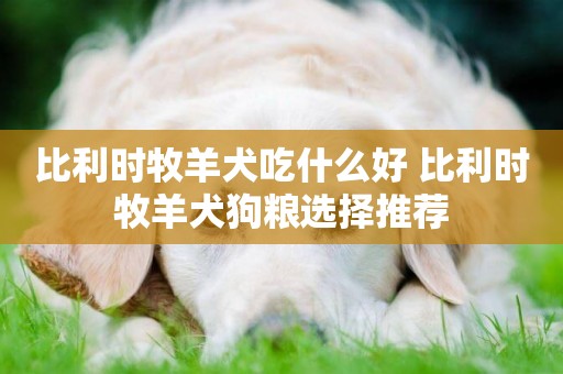 比利時牧羊犬吃什么好 比利時牧羊犬狗糧選擇推薦