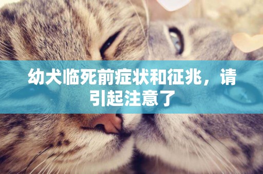 幼犬臨死前癥狀和征兆，請引起注意了