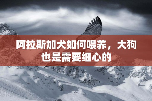 阿拉斯加犬如何喂養，大狗也是需要細心的