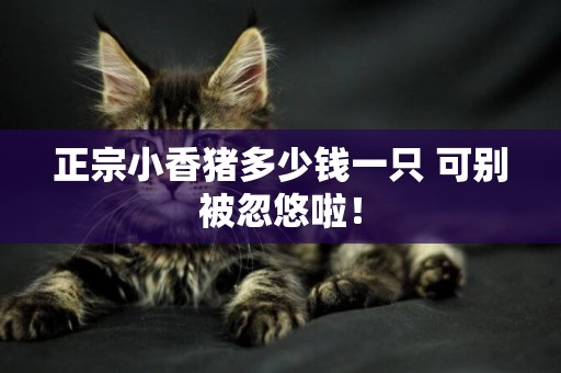 正宗小香豬多少錢一只 可別被忽悠啦！
