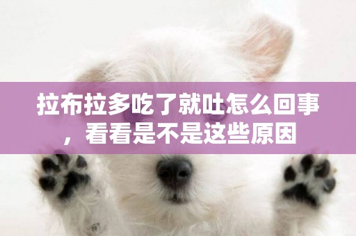 拉布拉多吃了就吐怎么回事，看看是不是這些原因