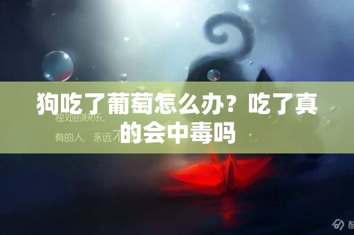 狗吃了葡萄怎么辦？吃了真的會中毒嗎
