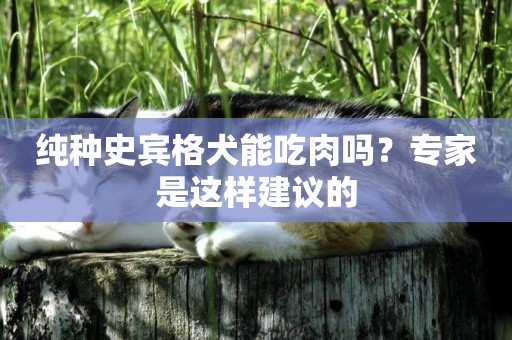 純種史賓格犬能吃肉嗎？專家是這樣建議的
