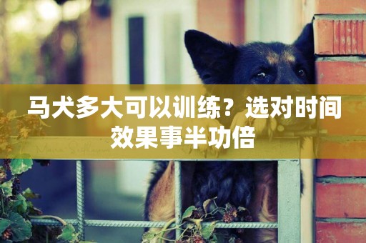 馬犬多大可以訓練？選對時間效果事半功倍