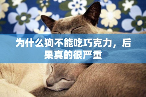 為什么狗不能吃巧克力，后果真的很嚴重