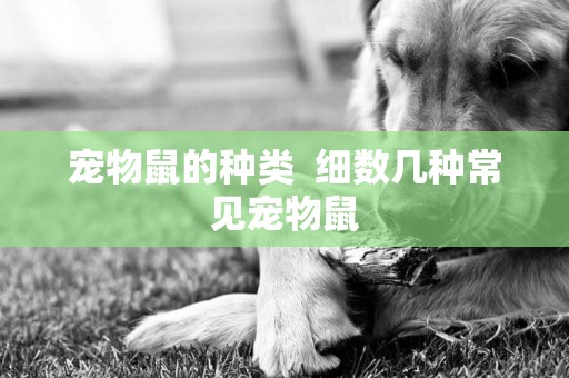 寵物鼠的種類  細數幾種常見寵物鼠