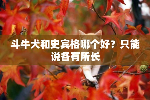 斗牛犬和史賓格哪個好？只能說各有所長