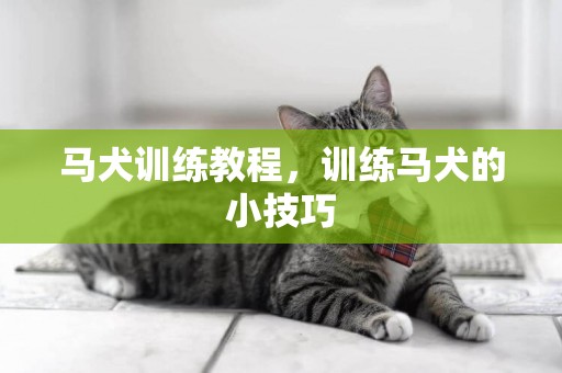 馬犬訓練教程，訓練馬犬的小技巧