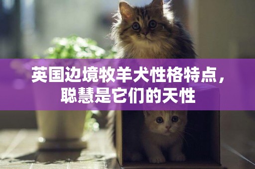 英國邊境牧羊犬性格特點，聰慧是它們的天性