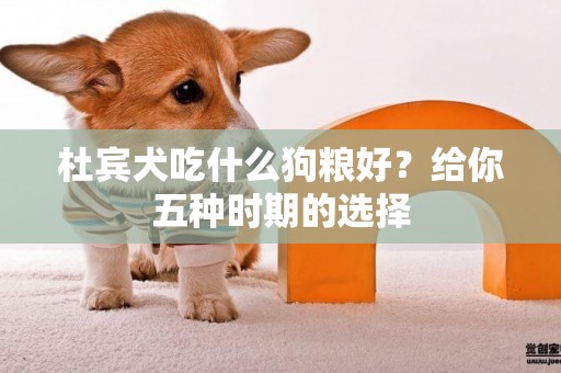 杜賓犬吃什么狗糧好？給你五種時期的選擇
