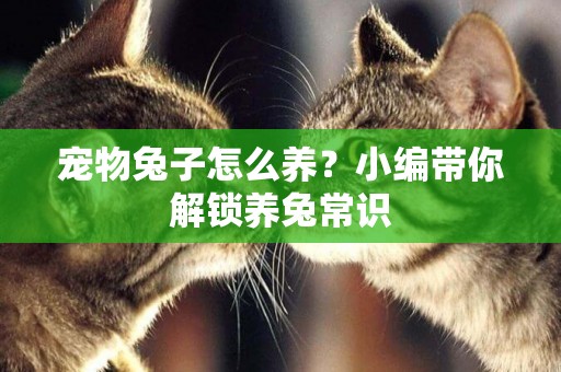 寵物兔子怎么養？小編帶你解鎖養兔常識