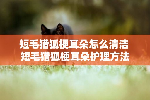 短毛獵狐梗耳朵怎么清潔 短毛獵狐梗耳朵護理方法