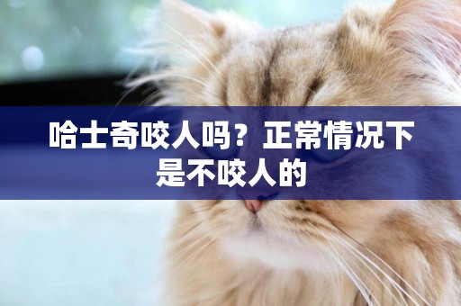 哈士奇咬人嗎？正常情況下是不咬人的