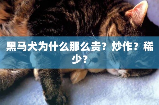 黑馬犬為什么那么貴？炒作？稀少？