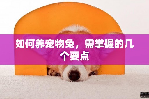 如何養寵物兔，需掌握的幾個要點