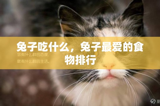 兔子吃什么，兔子最愛的食物排行