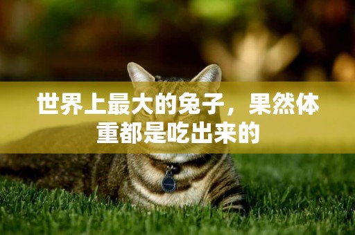 世界上最大的兔子，果然體重都是吃出來的