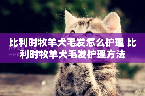 比利時牧羊犬毛發怎么護理 比利時牧羊犬毛發護理方法