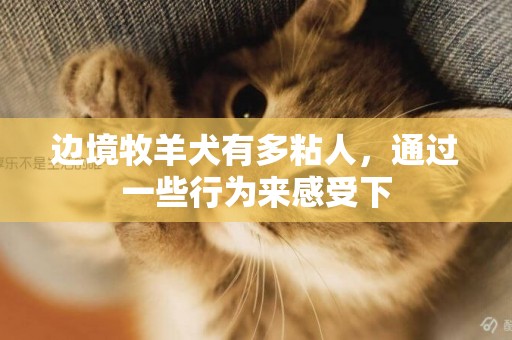 邊境牧羊犬有多粘人，通過一些行為來感受下