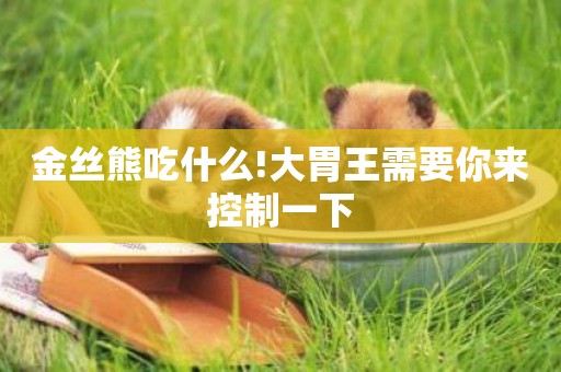 金絲熊吃什么!大胃王需要你來控制一下