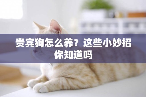 貴賓狗怎么養？這些小妙招你知道嗎
