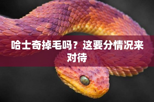 哈士奇掉毛嗎？這要分情況來對待