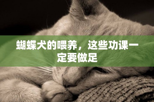 蝴蝶犬的喂養，這些功課一定要做足