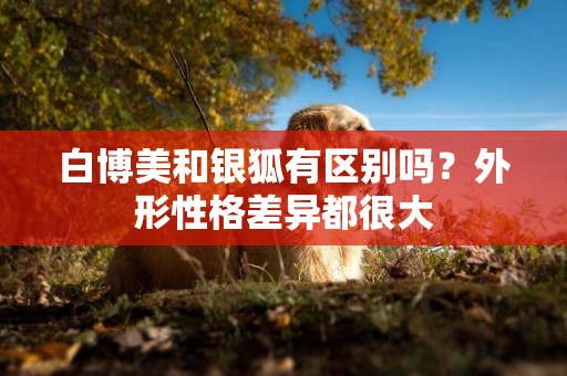 白博美和銀狐有區別嗎？外形性格差異都很大
