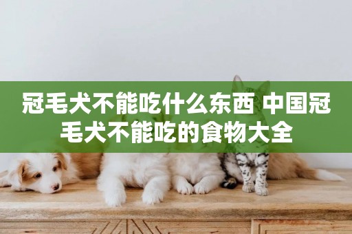 冠毛犬不能吃什么東西 中國冠毛犬不能吃的食物大全