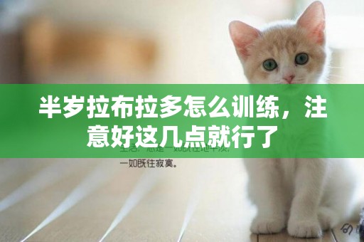 半歲拉布拉多怎么訓練，注意好這幾點就行了