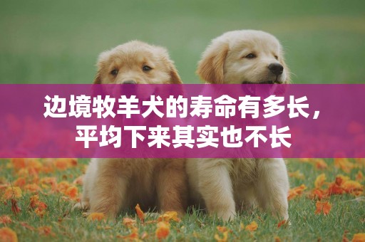 邊境牧羊犬的壽命有多長，平均下來其實也不長