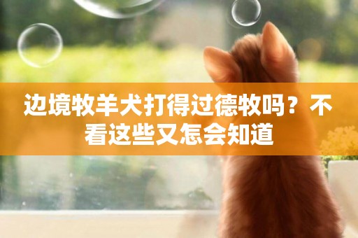 邊境牧羊犬打得過德牧嗎？不看這些又怎會知道