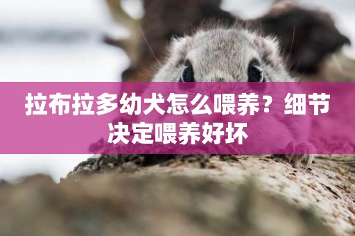 拉布拉多幼犬怎么喂養？細節決定喂養好壞