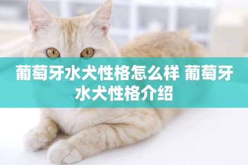 葡萄牙水犬性格怎么樣 葡萄牙水犬性格介紹