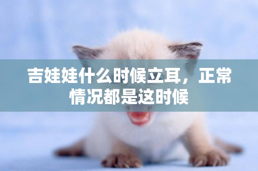 吉娃娃什么時候立耳，正常情況都是這時候