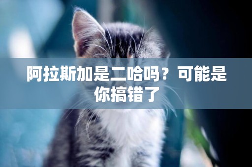 阿拉斯加是二哈嗎？可能是你搞錯了