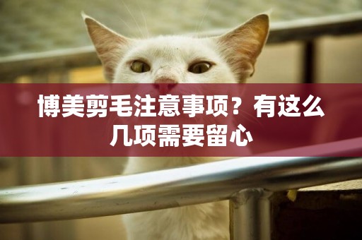 博美剪毛注意事項？有這么幾項需要留心