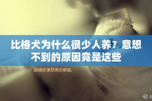 比格犬為什么很少人養？意想不到的原因竟是這些