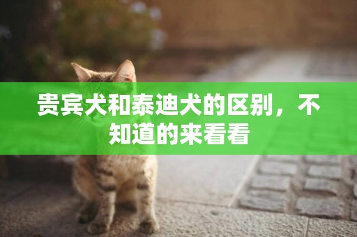 貴賓犬和泰迪犬的區別，不知道的來看看