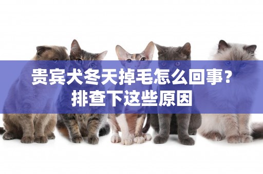 貴賓犬冬天掉毛怎么回事？排查下這些原因