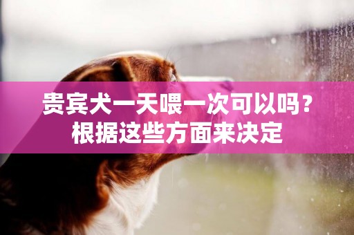 貴賓犬一天喂一次可以嗎？根據這些方面來決定