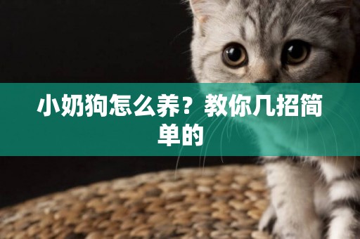 小奶狗怎么養？教你幾招簡單的