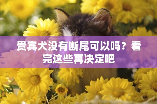 貴賓犬沒有斷尾可以嗎？看完這些再決定吧