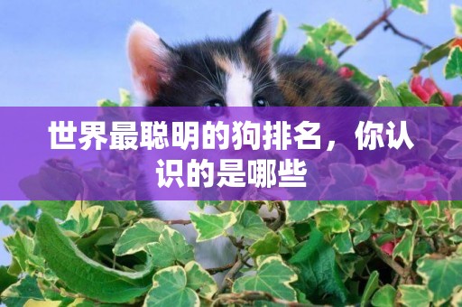 世界最聰明的狗排名，你認識的是哪些